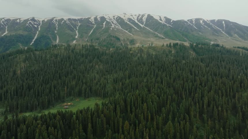 A dense forest with tall green trees under a cloudy sky with a mountain range covered with snow in the distance