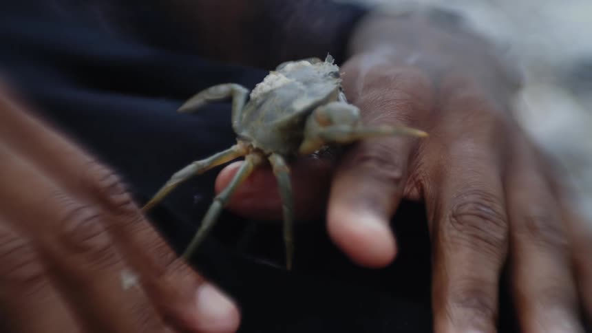 Small crab moves on the hand of a person
