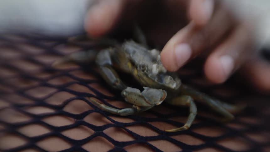 Person touches the small crab lying against their mesh covered skin
