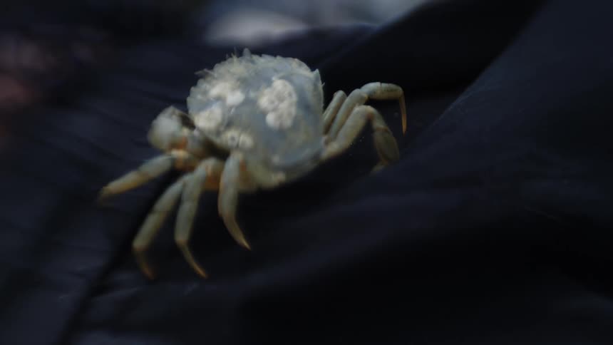 A small crab with barnacles on its shell sits on a dark fabric surface