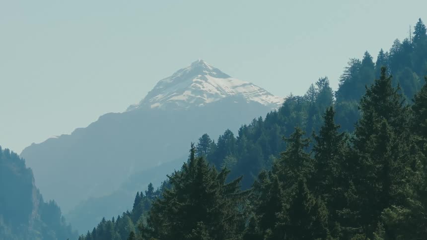 A snowcapped mountain peak rises above a dense forest of evergreen trees contrasting the lush greenery with the icy summit