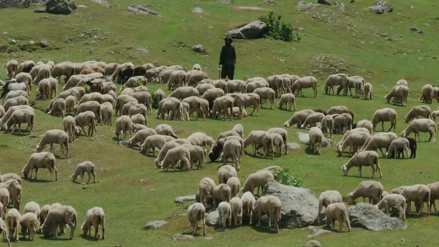 A shepherd is watching his flock of sheep graze