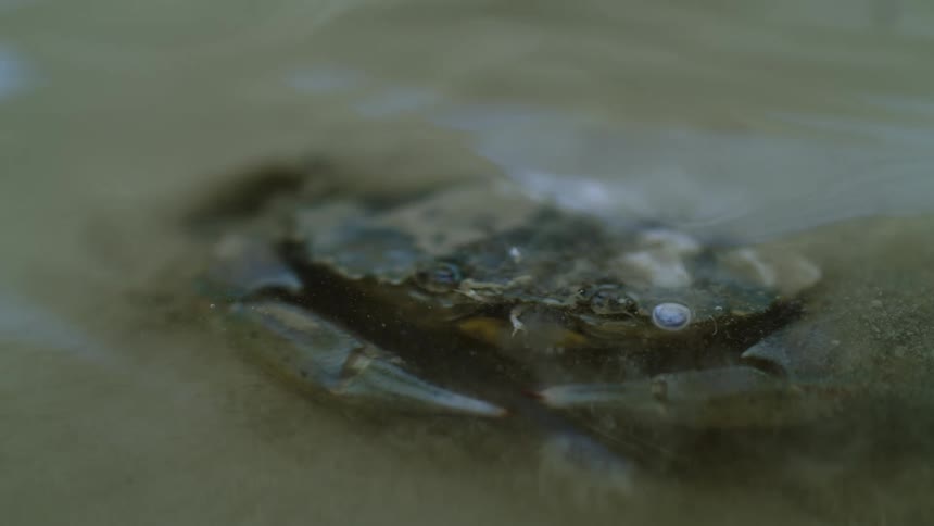 A crab sits in murky water its eye visible surrounded by sand and bubbles