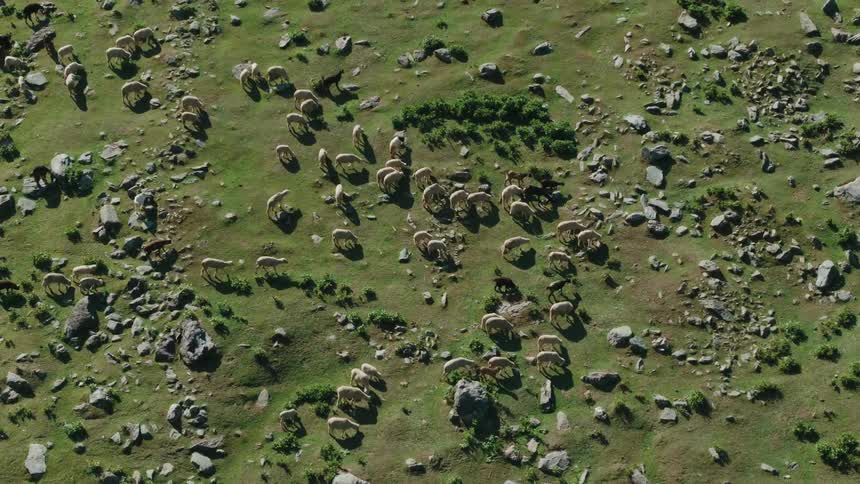 A herd of sheep graze on the field