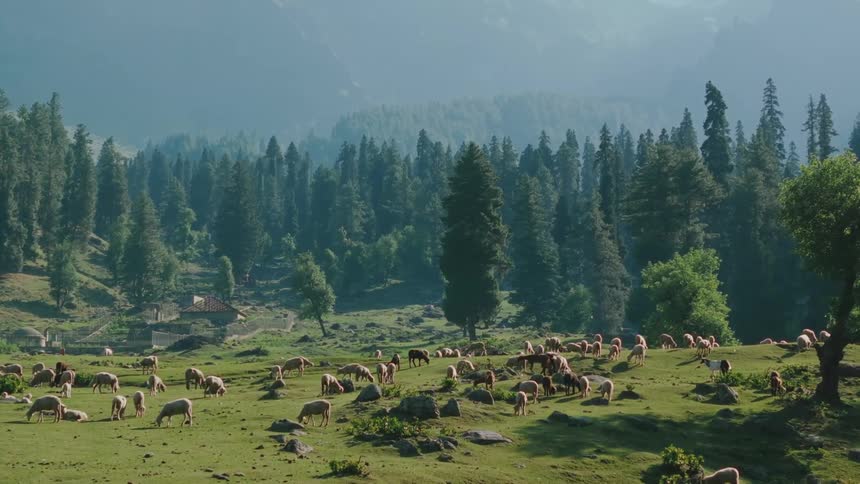 Herd of livestock is grazing on grass on flatland