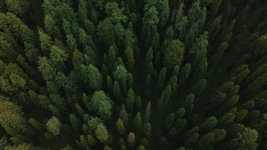 Rising above the dense tree canopy of a forest in an aerial shot