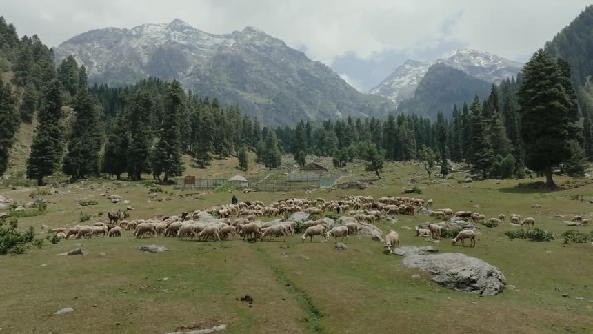 A large flock of sheep is grazing in a lush green meadow surrounded by dense pine forests and towering snowcapped mountains in the background