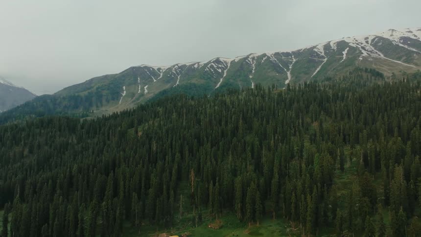 Snowcapped mountains rise above a dense evergreen forest with patches of green grass in the foreground