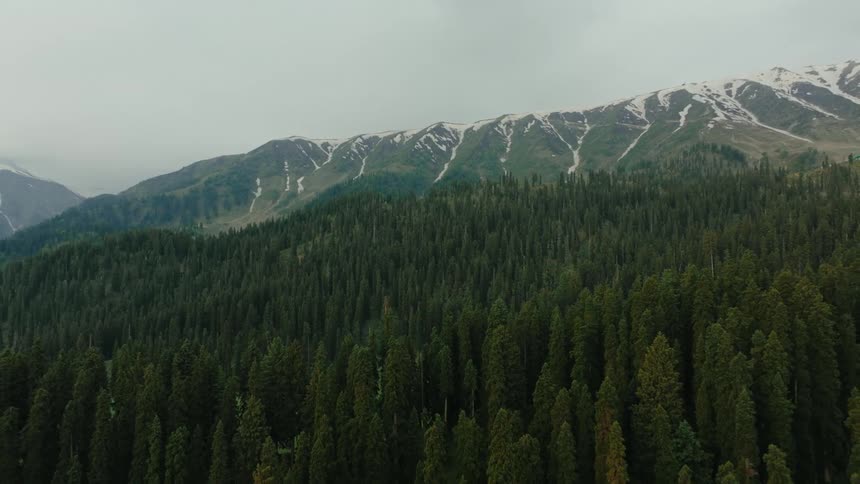 A forest of pine trees is surrounding the sides of the mountain range