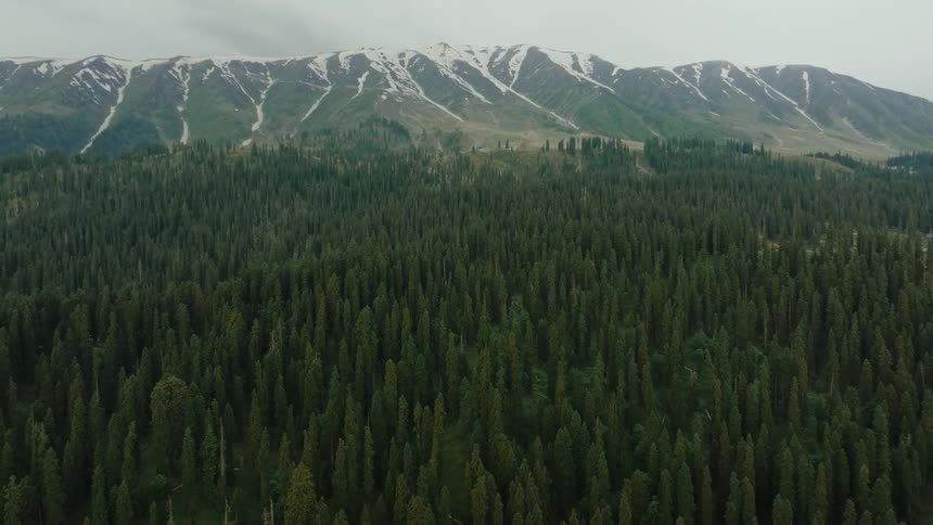 Snowcapped mountains rise above a dense evergreen forest