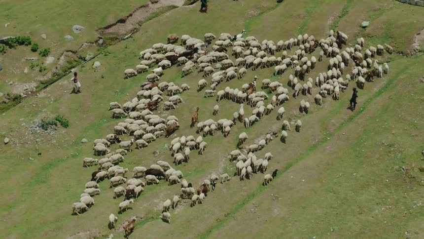 Group of people are directing the herd of sheep