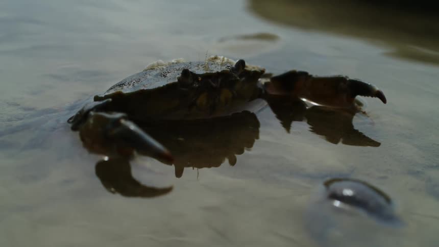 Crab in shallow water