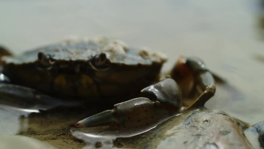 A crab is moving in the water