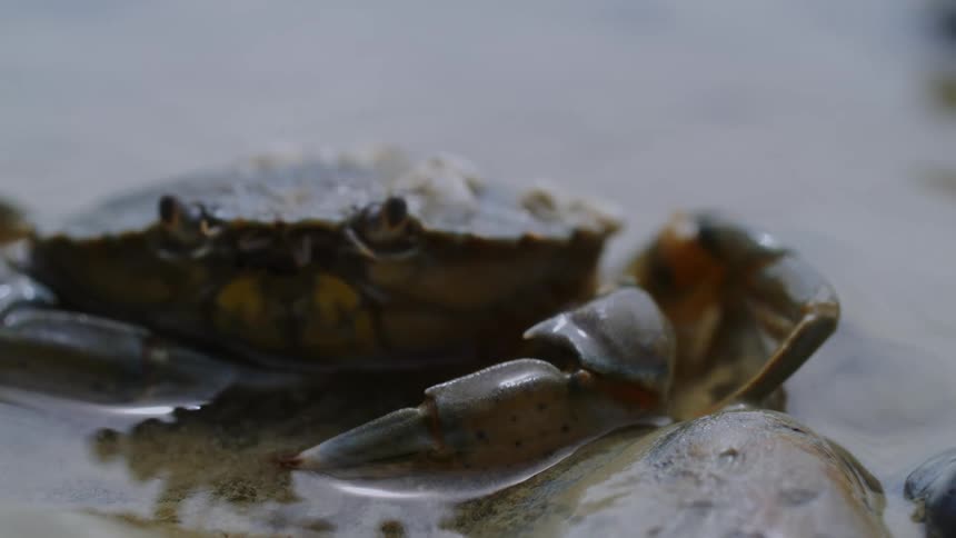Close up of a crab walking in water
