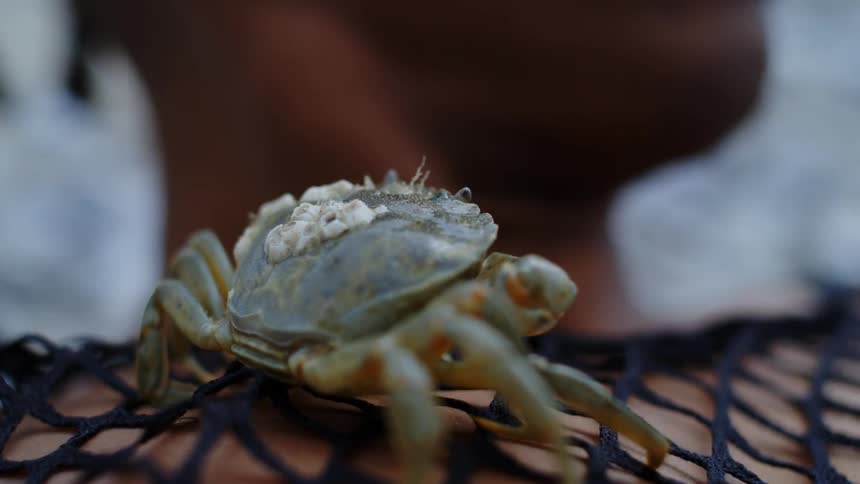 A crab with barnacles walks on a black netlike garment being held by a person in a close up shot