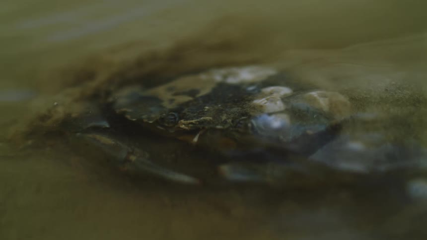 A small crab feeds with its pincers just beneath the shallow water surface along the coast