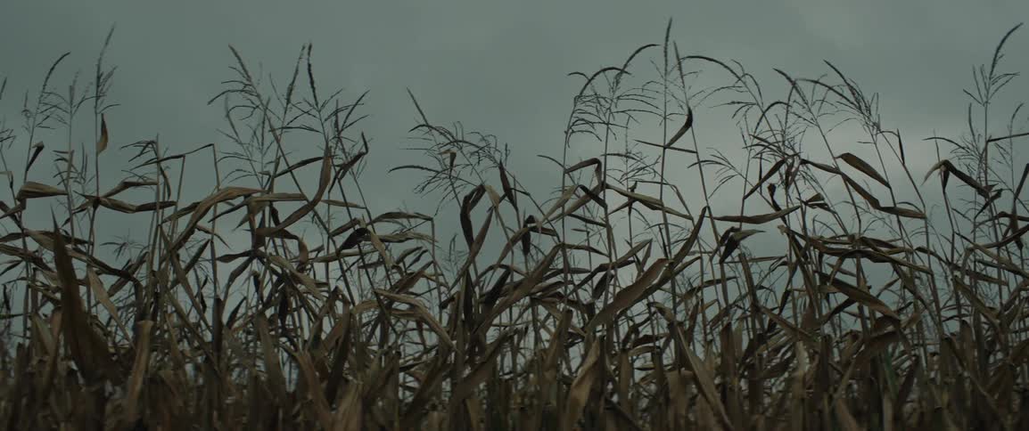 Tall stalks bob gently in the wind against a backdrop of a heavy overcast sky