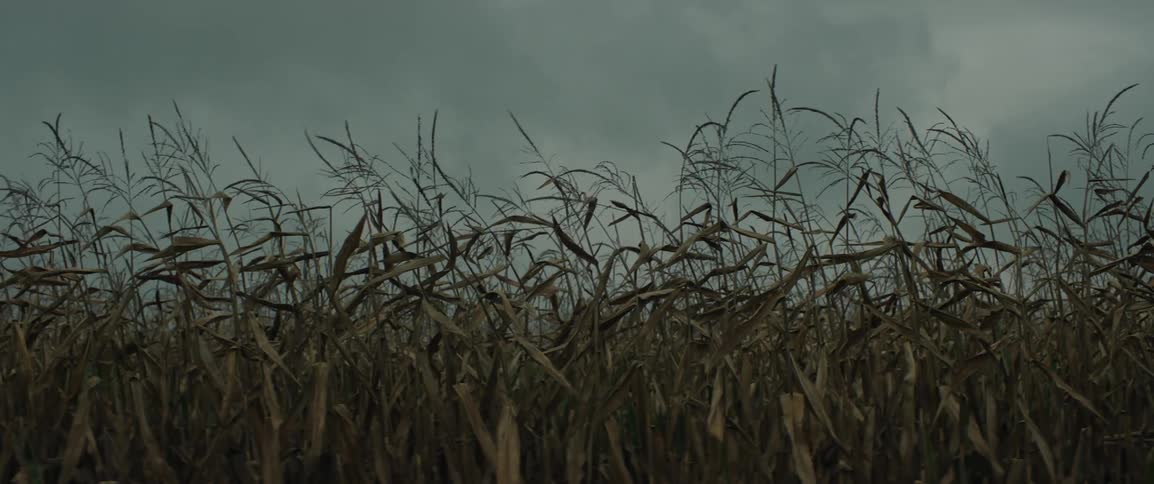 Brittle cornstalks sway in the wind against a gray overcast sky