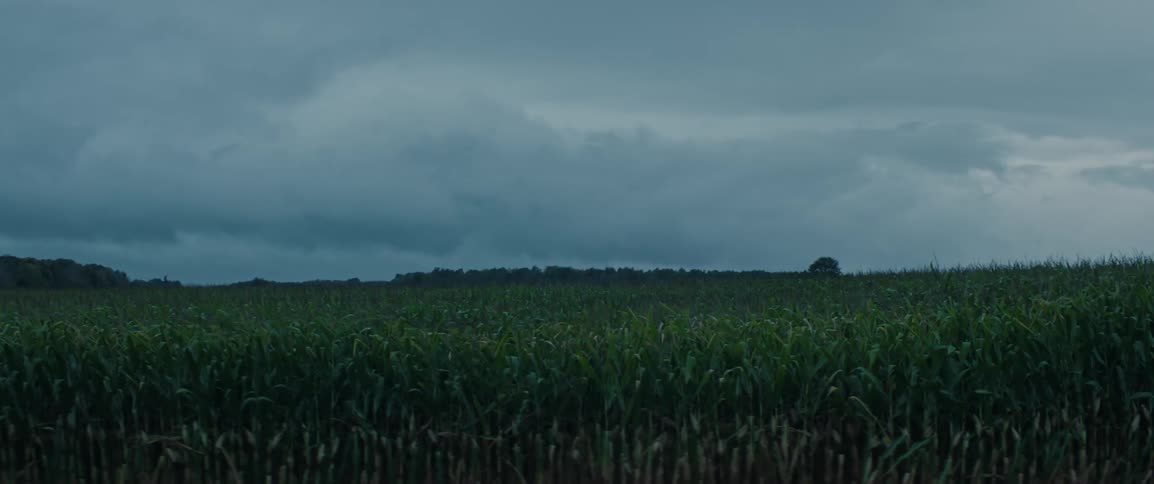 Corn in a field sways gently moving in the breeze under an overcast sky