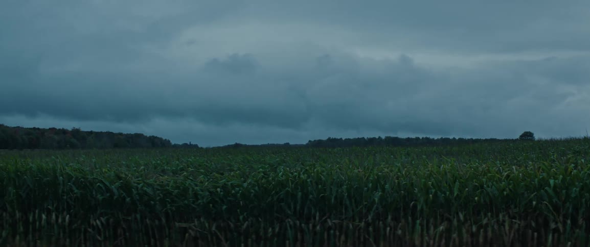 Corn field sways in the wind as camera pans under stormy overcast sky