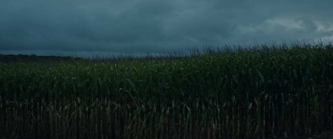 Corn stalks move in increasing wind under a stormy overcast sky in a field