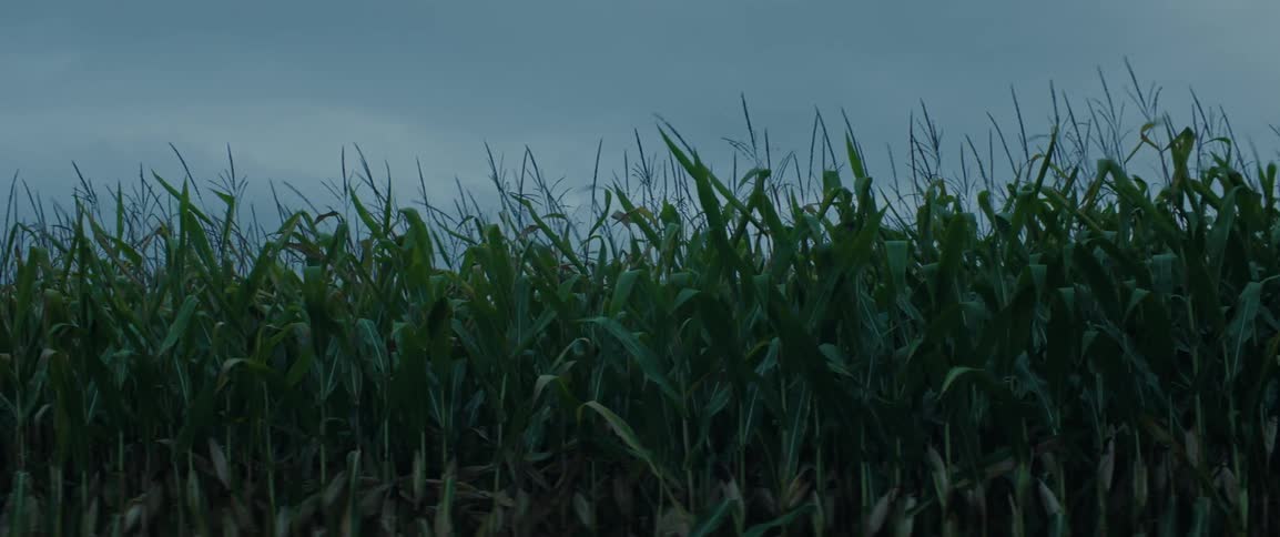 Tall corn stalks blow back and forth in the stormy weather