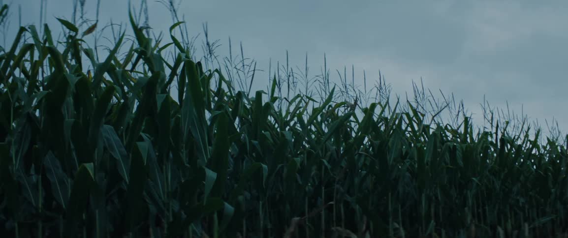 Corn stalks move gently in the wind under an overcast sky