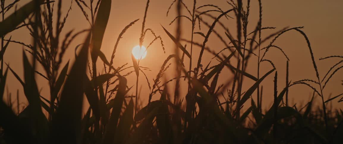 The sun rises behind a field of tall corn plants casting a warm golden hue through the leaves and stalks