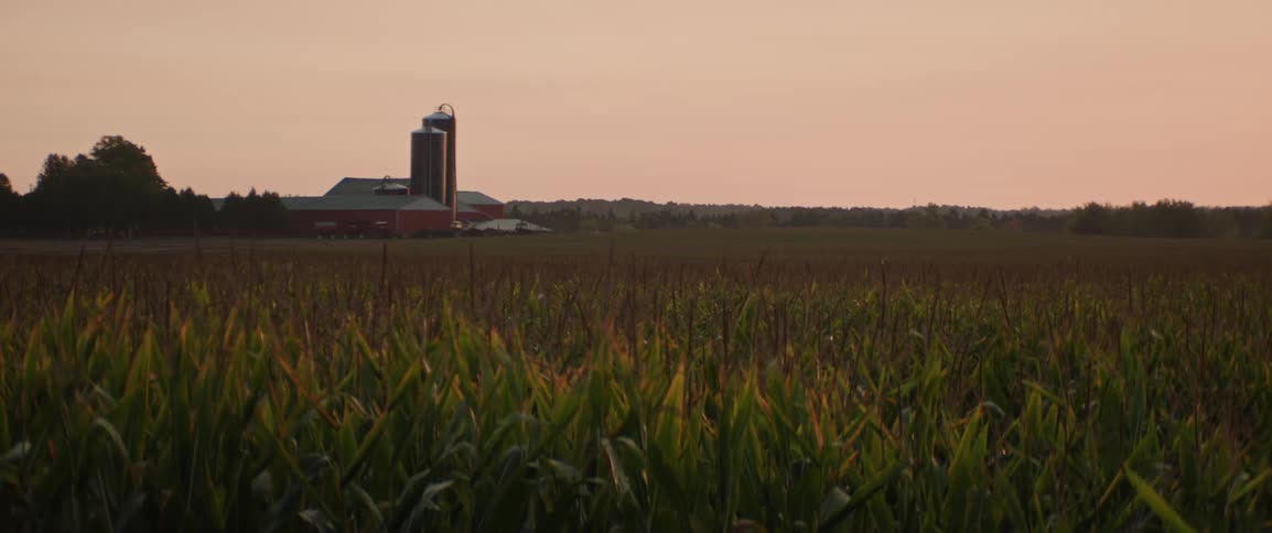 A corn field stretches towards a farm with silos and buildings silhouetted at sunrise in a rural scene
