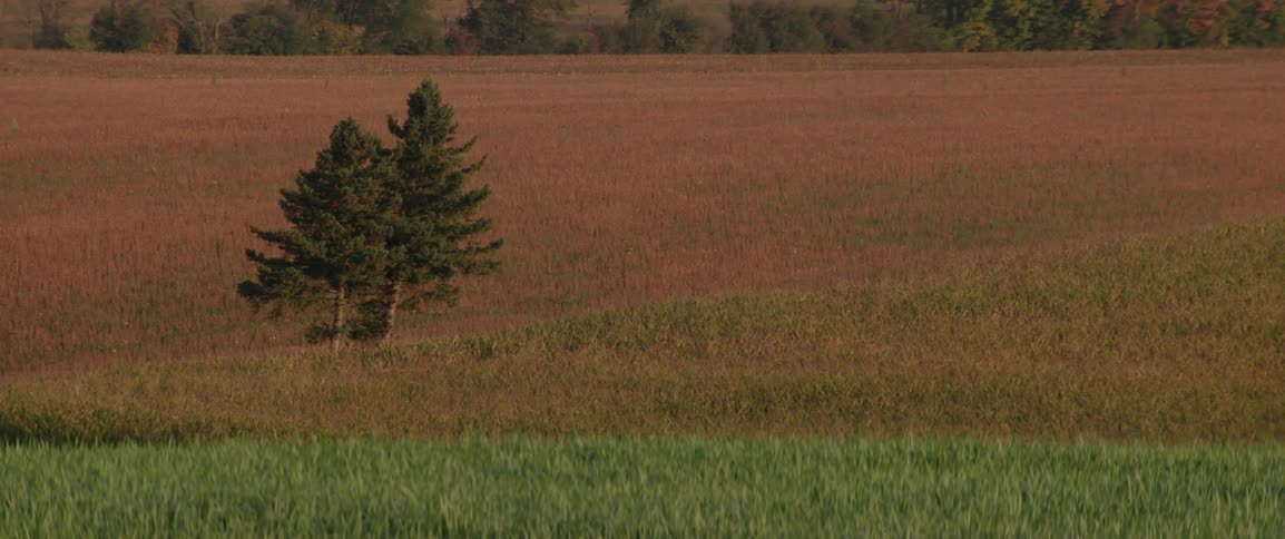 A gentle breeze rhythmically sways the tall crops in a vast goldenbrown field