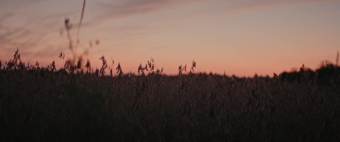 Grass field sways in the wind silhouetted against a colorful sunset sky