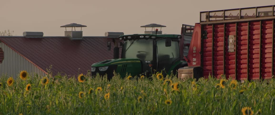 Sunflowers surround the farm equipment