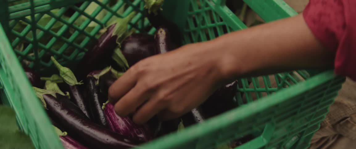 A person is carefully placing a small eggplant into a green crate filled with various sizes of eggplants