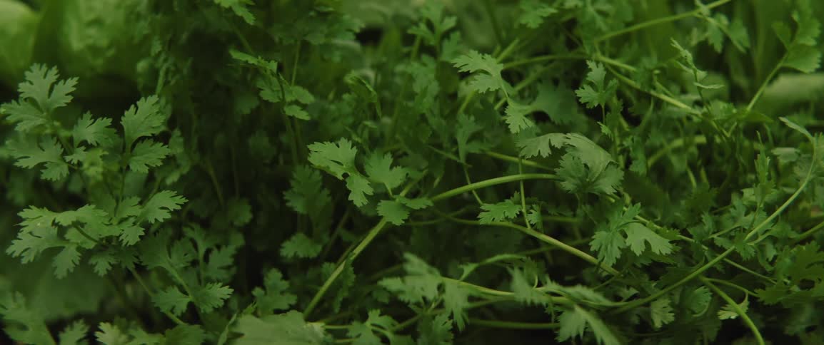 Camera pushes in on bunches of cilantro in an herb garden