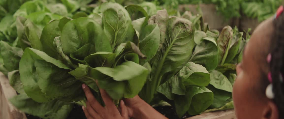 Woman in a vegetable garden cutting a green leafy vegetable