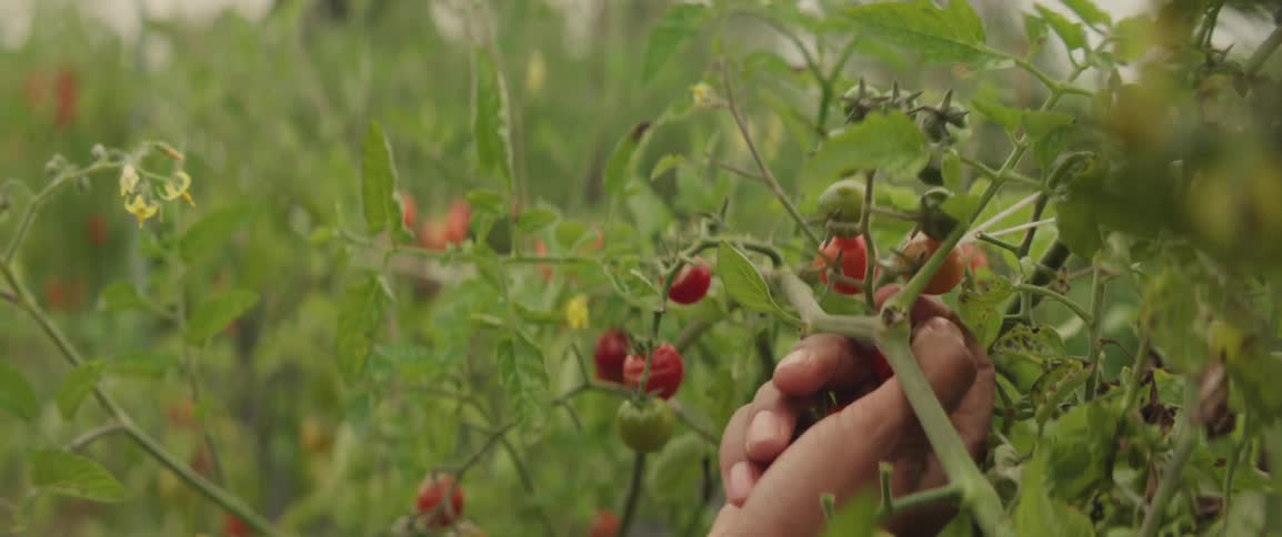 Harvesting cherry tomatoes from outdoor garden