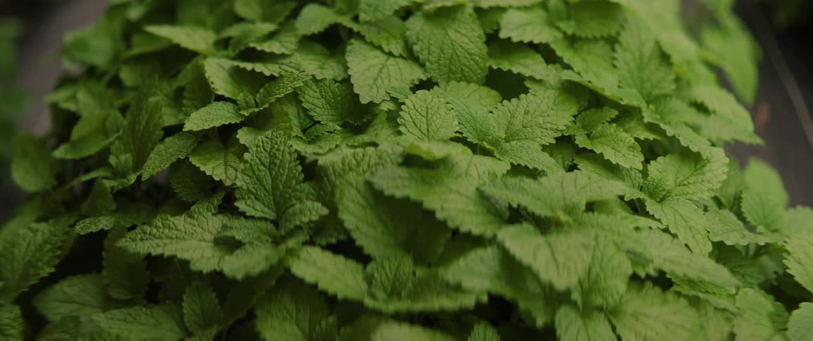 Closeup on vibrant peppermint leaves in a garden showcasing the fresh green foliage