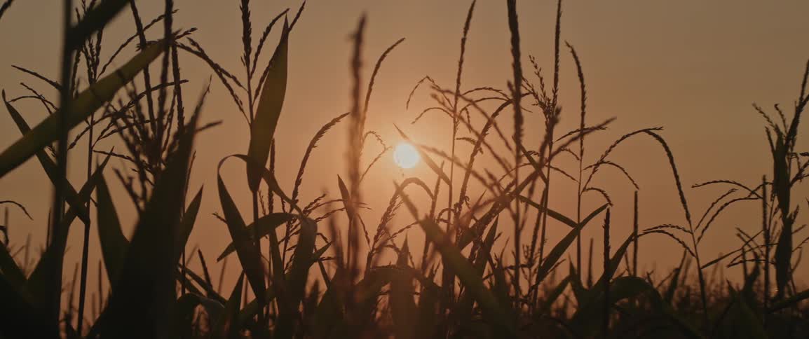 The sun rises behind a field of tall corn stalks in a warm morning glow