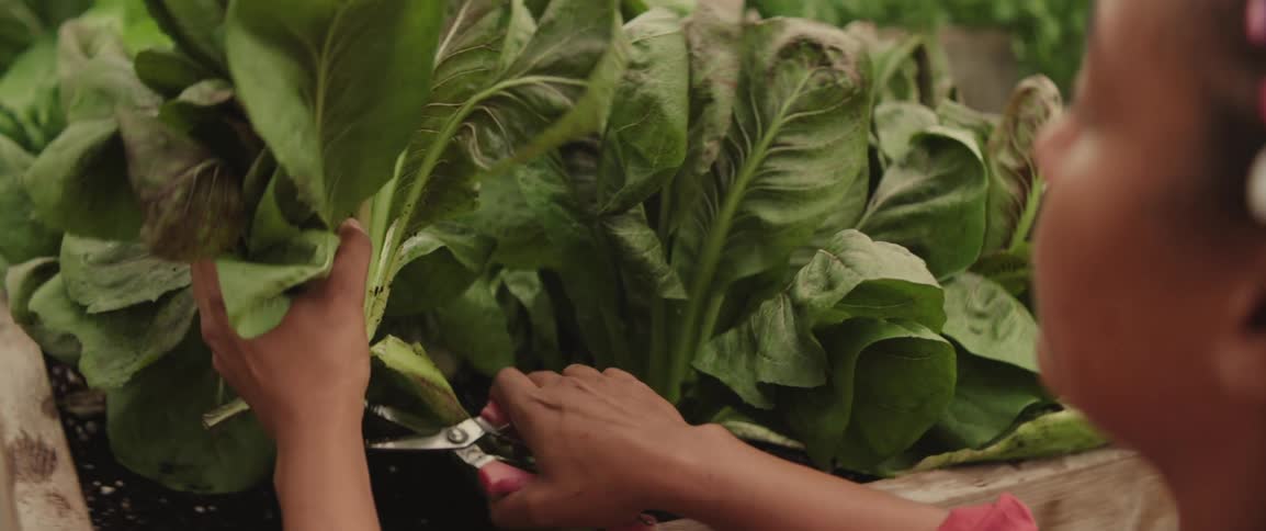 A farmer cuts lettuce out of a planter box