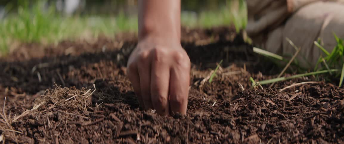 A hand is planting a garlic clove in the soil with green grass visible in the background