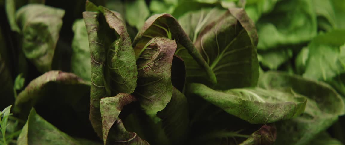 Lettuce leaves with greenish and reddish tones display a wrinkled texture and details in the veins