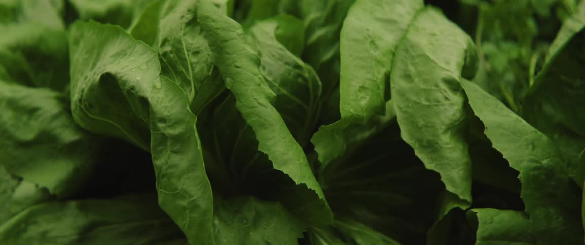 Green leafy vegetables are seen in a community garden