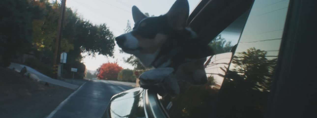 Dog in the rear window of a moving vehicle