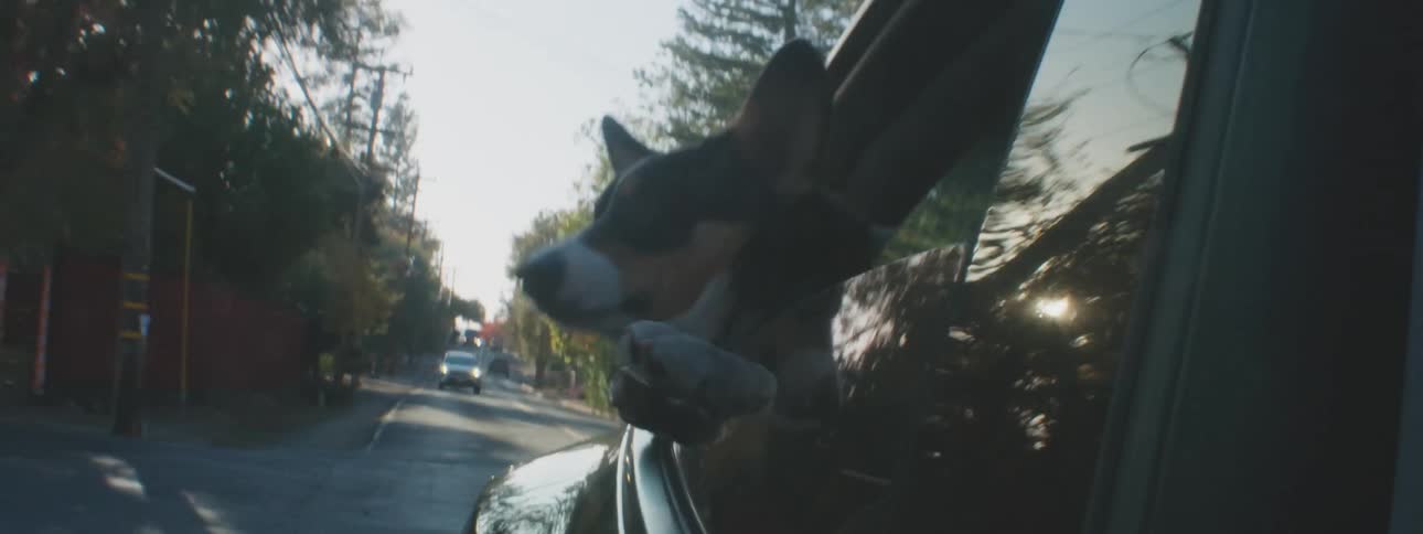 A dog is looking out the moving cars window