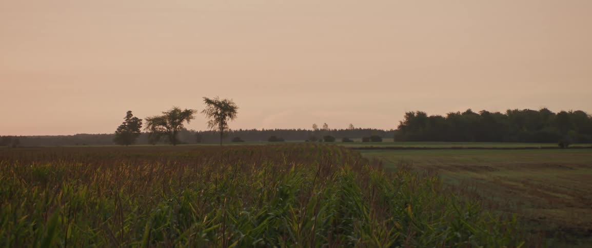 Panorama of an agricultural field at dawn