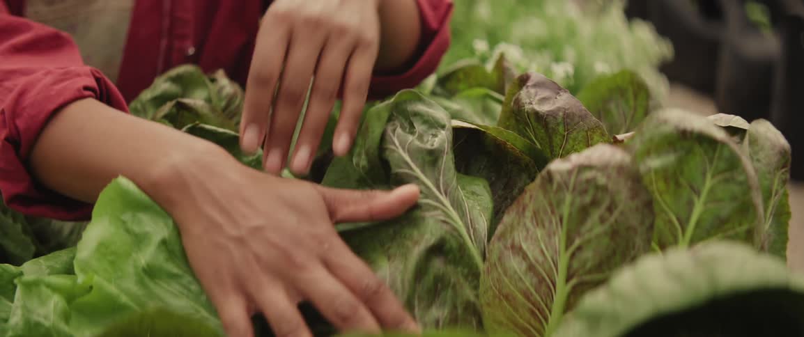 Hands touch lettuce leaves in a greenhouse