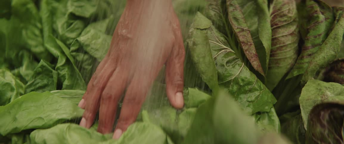 A farmer is watering the vegetable crops in a community garden