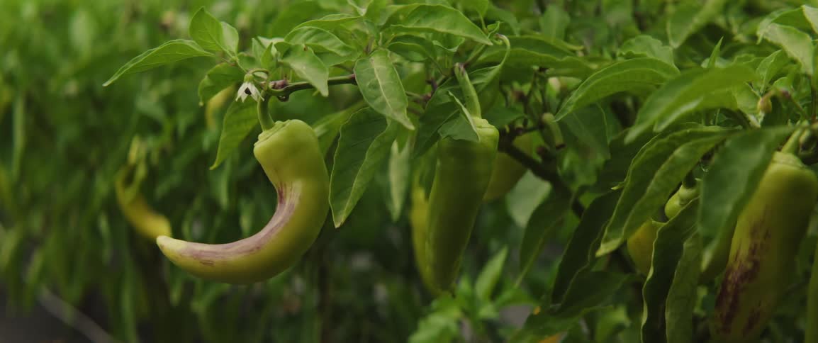 Camera pushes in on a green pepper on a plant with other peppers seen in the surrounding garden