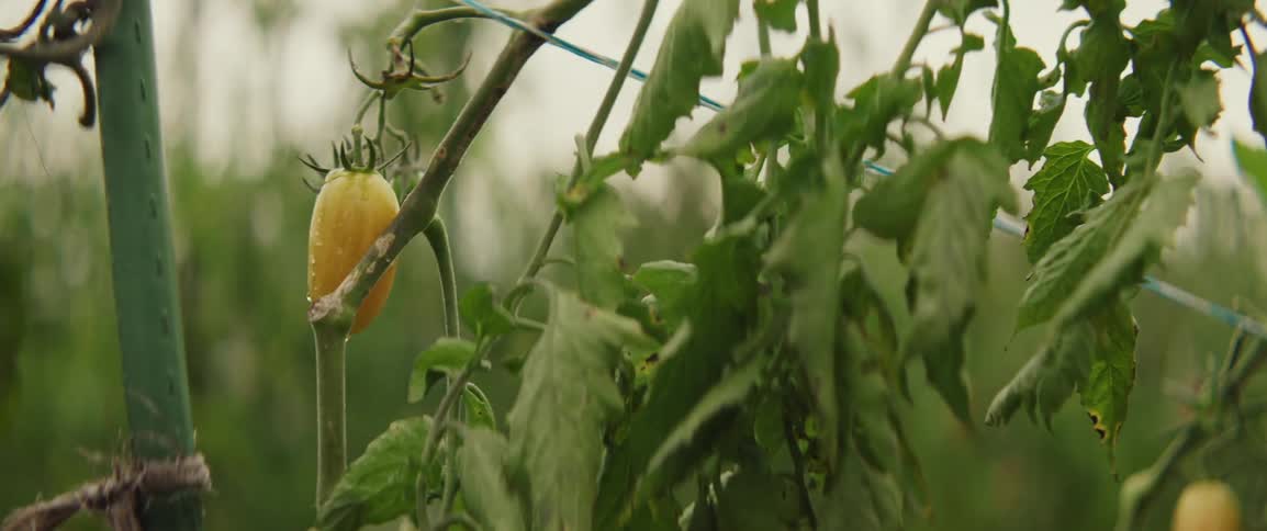 Yellow tomato on the vine in the middle of a garden
