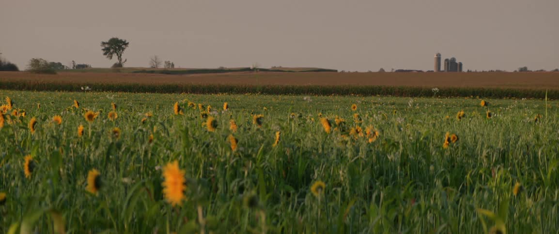Sunflower field bobbing gently in the wind with a farm silo faintly seen on the distant horizon in a rural landscape
